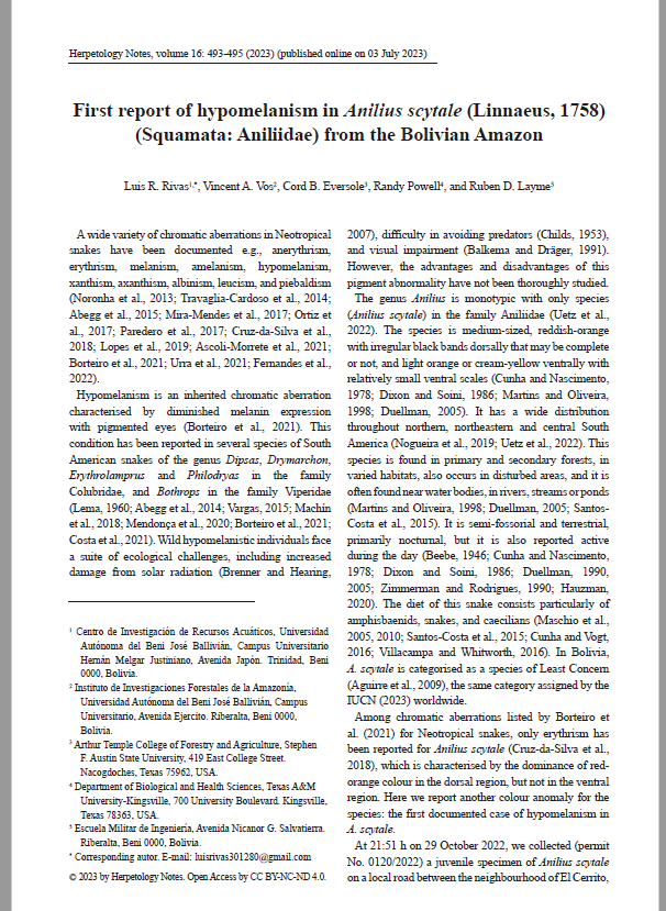 First report of hypomelanism in Anilius scytale from the Bolivian Amazon