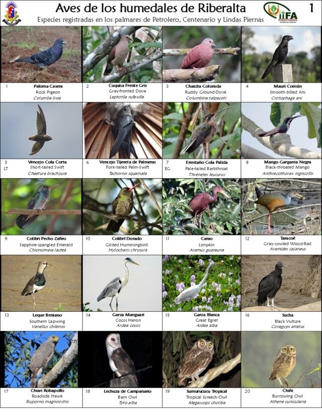 Aves de los humedales de Riberalta
